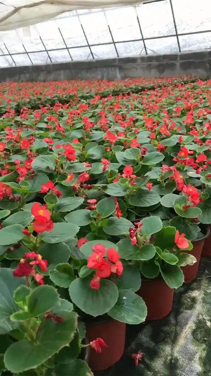 四季海棠批发价格"实惠价格,品质保障,苗木选择金通!"草花用处多多