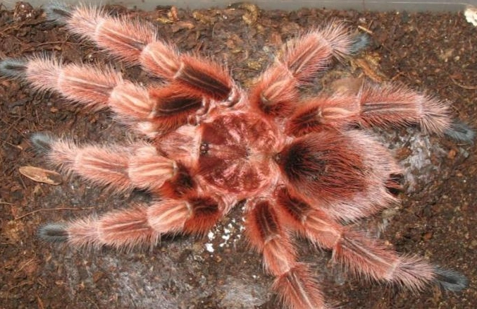 智利火玫瑰长什么样子