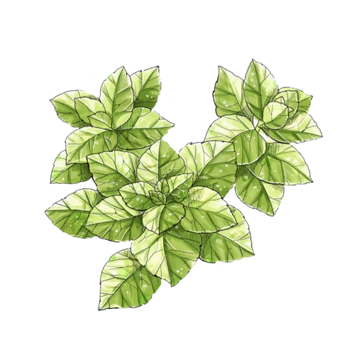 手绘薄荷图片大全