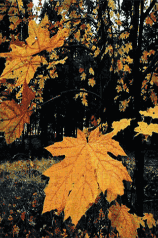 320_480竖版 竖屏gif 动态图 动图