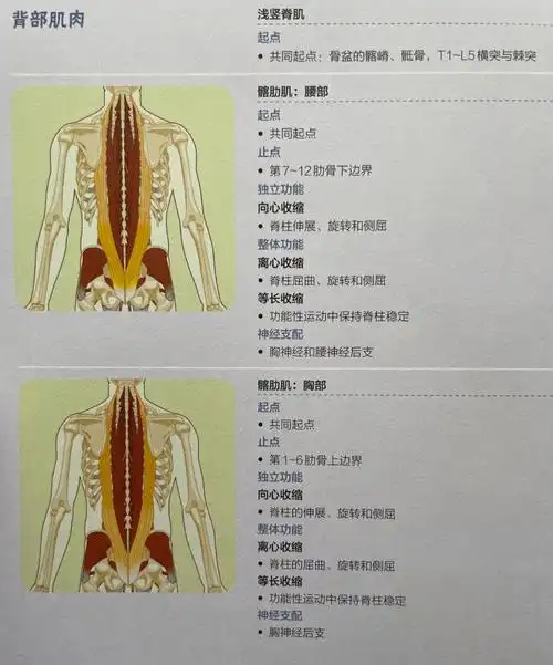 肌肉功能解剖学背部肌群1