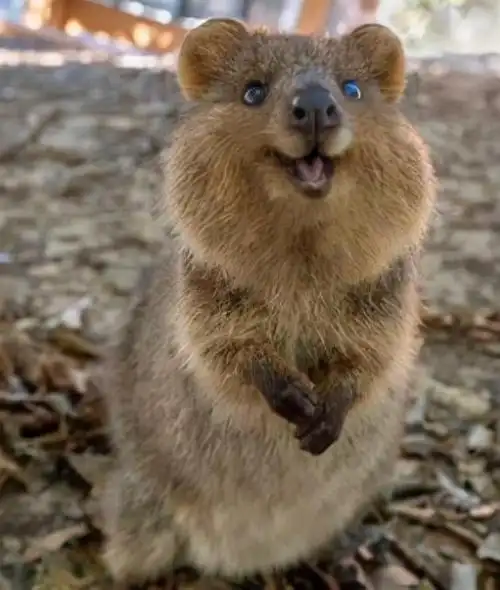 图片[18]-全球十大最萌动物(10全球最可爱的动物)-萌草酱