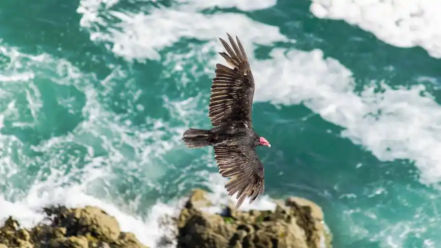 驰骋苍穹的雄鹰唯美摄影高清壁纸