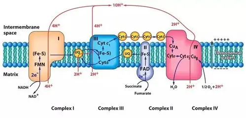 电子传递链的抑制剂有很多,比如大家熟悉的剧毒物质氰化钾,以及鱼藤
