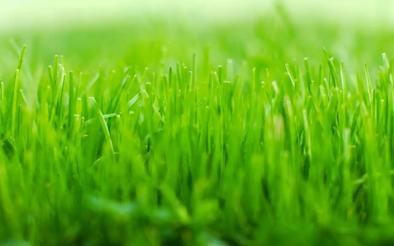 绿色养眼壁纸_养眼绿色的美