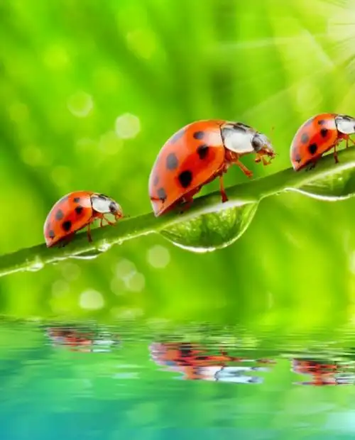 瓢虫的背上有许多斑点,会飞.