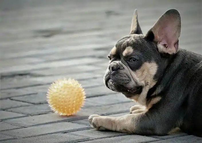 可爱的萌宝宝——《法国斗牛犬》