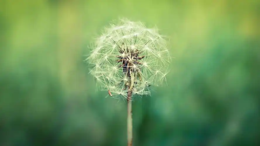 护眼蒲公英的种子4k高清壁纸壁纸