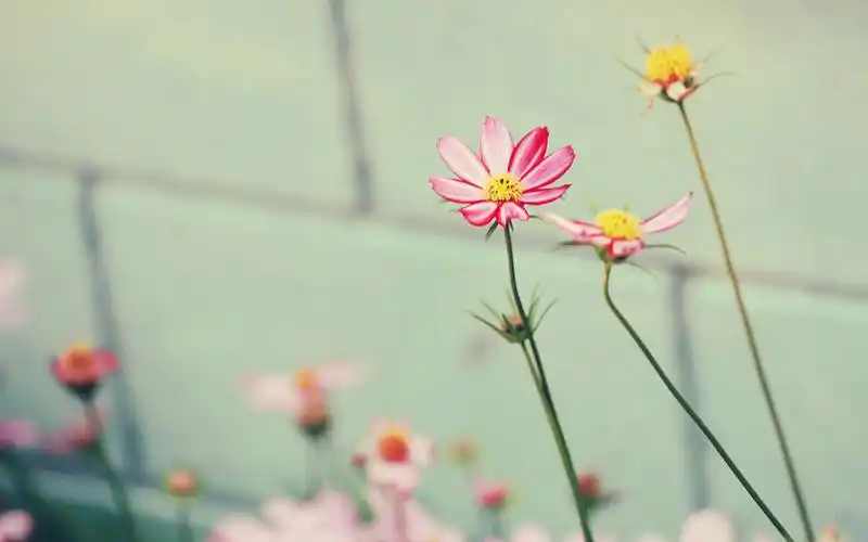 唯美阳光小清新桌面壁纸