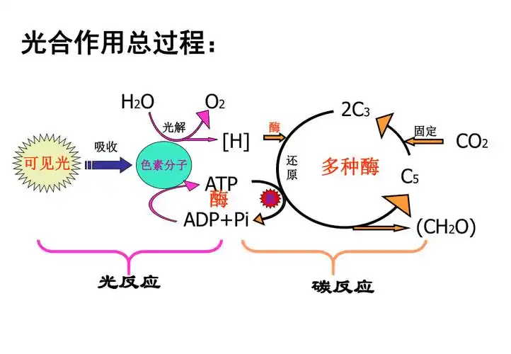 光合作用2
