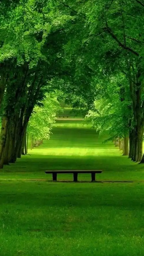 有没有人有好看的绿色系壁纸? - 知乎