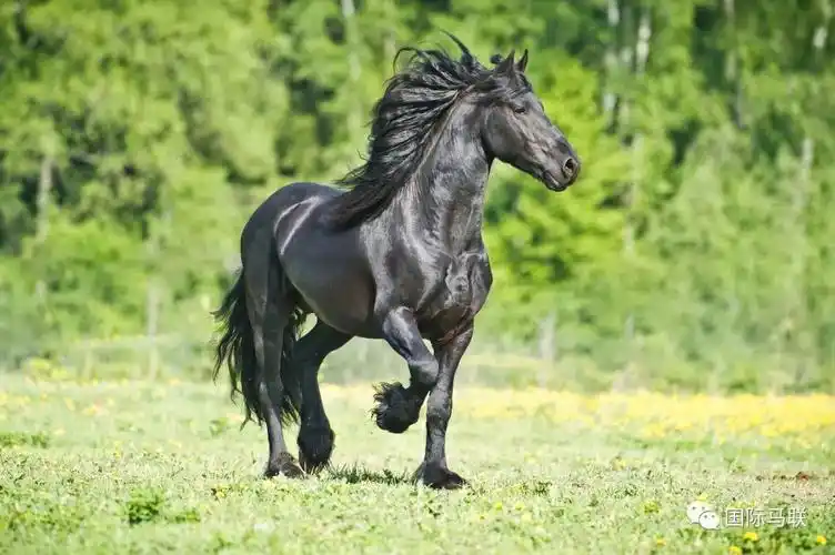 马术知识7315—新手适合骑乘哪种马匹品种?下