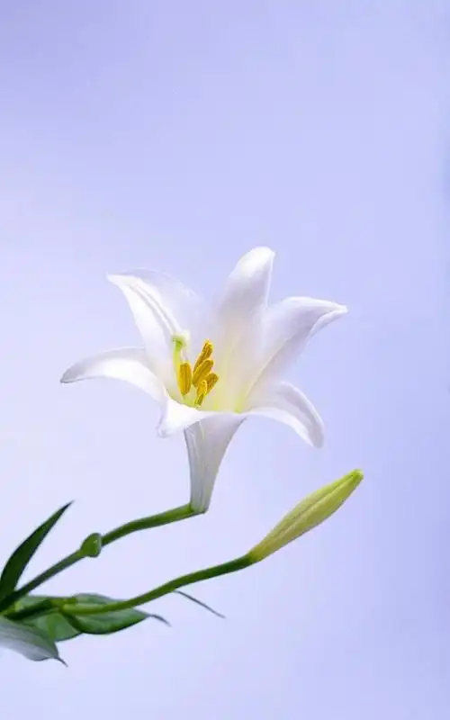 淡雅唯美的百合,高清图片,手机壁纸