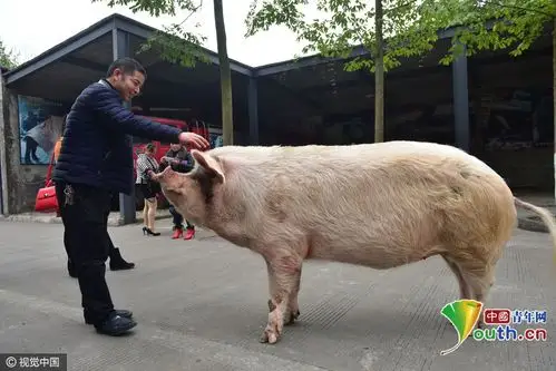 汶川地震中的"猪坚强"还活着 有专人伺候