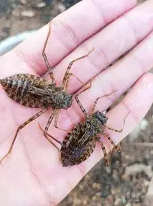 蜻蜓幼虫闪蓝丽,6元一只,5 2只40元顺丰包邮,包活包损