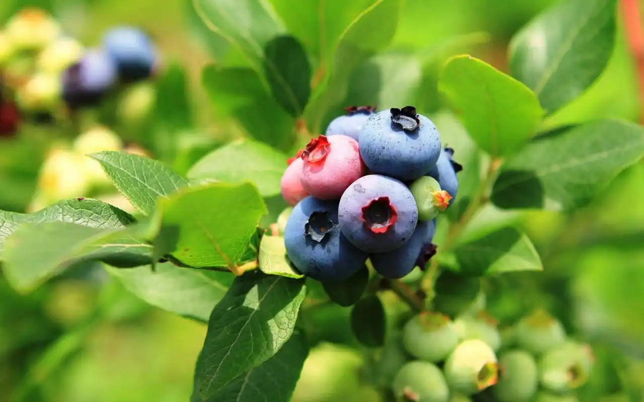 唯美水果蓝莓高清图片桌面壁纸下载