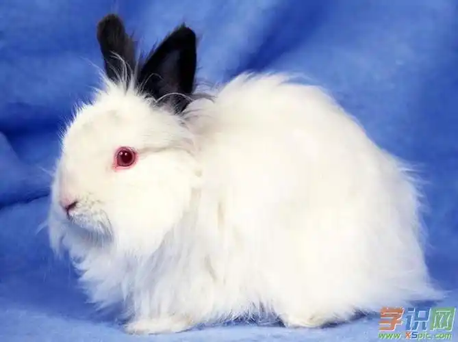 小兔子爱吃红萝卜,那么可爱的动物.