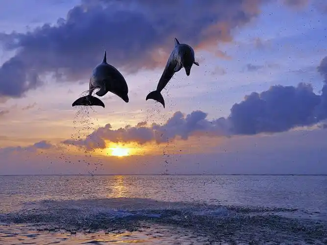 海豚桌面壁纸_萌哒哒的小海豚