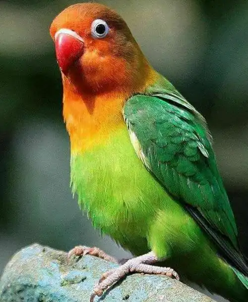 会说话的小鹦鹉