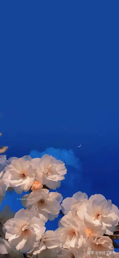 有没有小众高级简约的壁纸