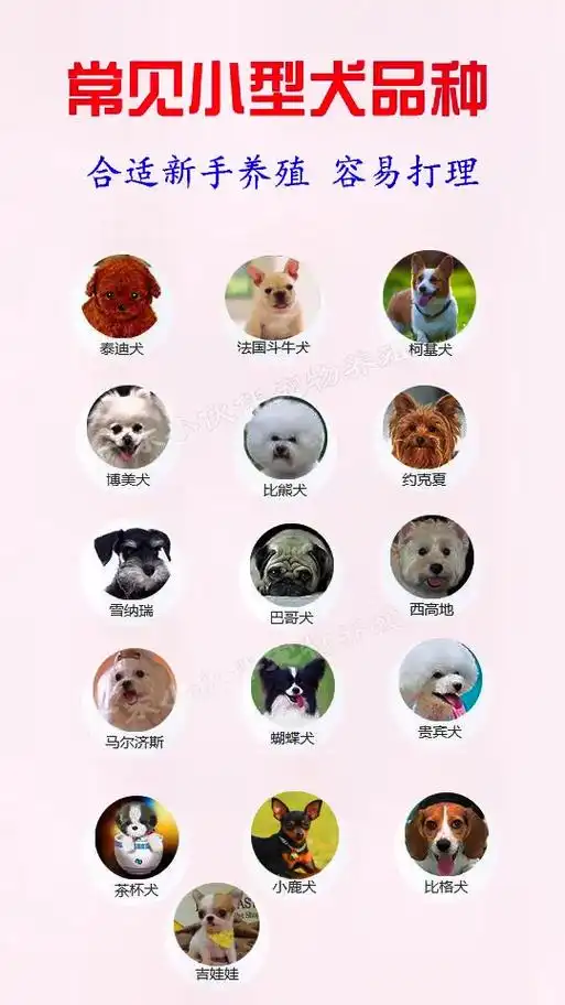 狗狗品种小型犬推荐全篇二 超适合女生养的小型犬狗狗优缺点合集 - 抖