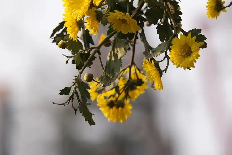 菊花,是唯美了秋天的精灵