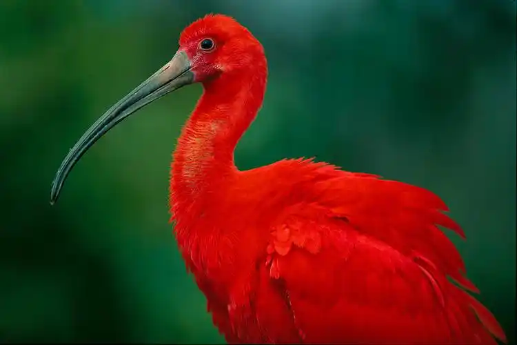 红色爱情鸟,美洲红鹮