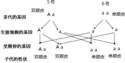 请据图回答:(1)人类双眼皮与单眼皮在遗传