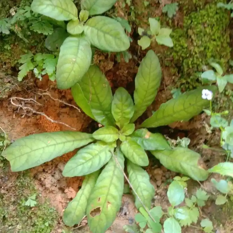 白花地胆草(别称白花药丸草头)#记录生活的点点滴滴留下美好回 - 抖音