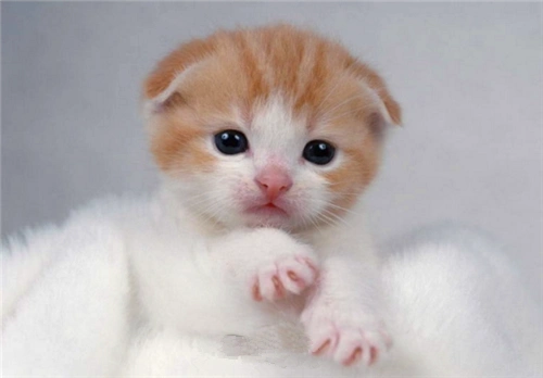 超可爱小猫咪图片看的都迫不及待想养一只萌萌哒小猫咪
