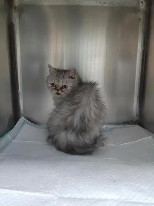 【限北京】金吉拉加菲混血无偿领养