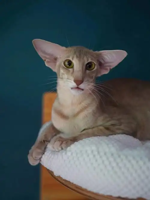 最美冰糖 东方短毛猫