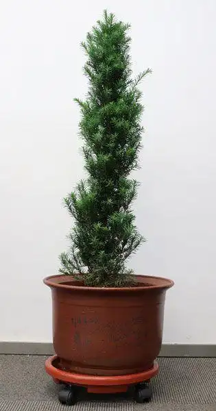 问苗农业科技有限公司创新型的将电商与苗木结合,立志