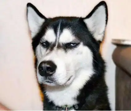 最猥琐哈士奇露出了开心的笑容,媳妇居然这么美,嫁给它真吃亏!