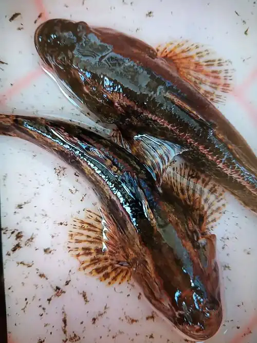 四鳃鲈鱼,又名沙塘鳢]场地直供,量大从优,品质保证,欢迎咨询购买.