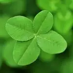 微信高清绿色四叶草清新头像图片