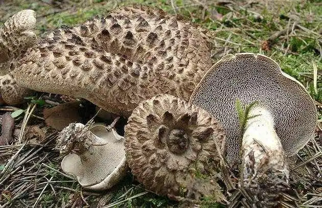 山里这种野生菌,在农村放在米面中避虫,却不知它是名贵山珍