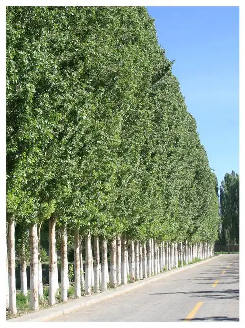 想起家乡的那片白杨