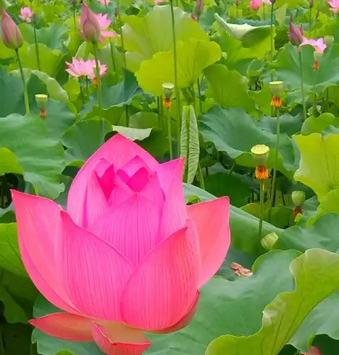 荷叶就像一个个碧绿的圆盘,荷花色彩艳丽,气质高雅.