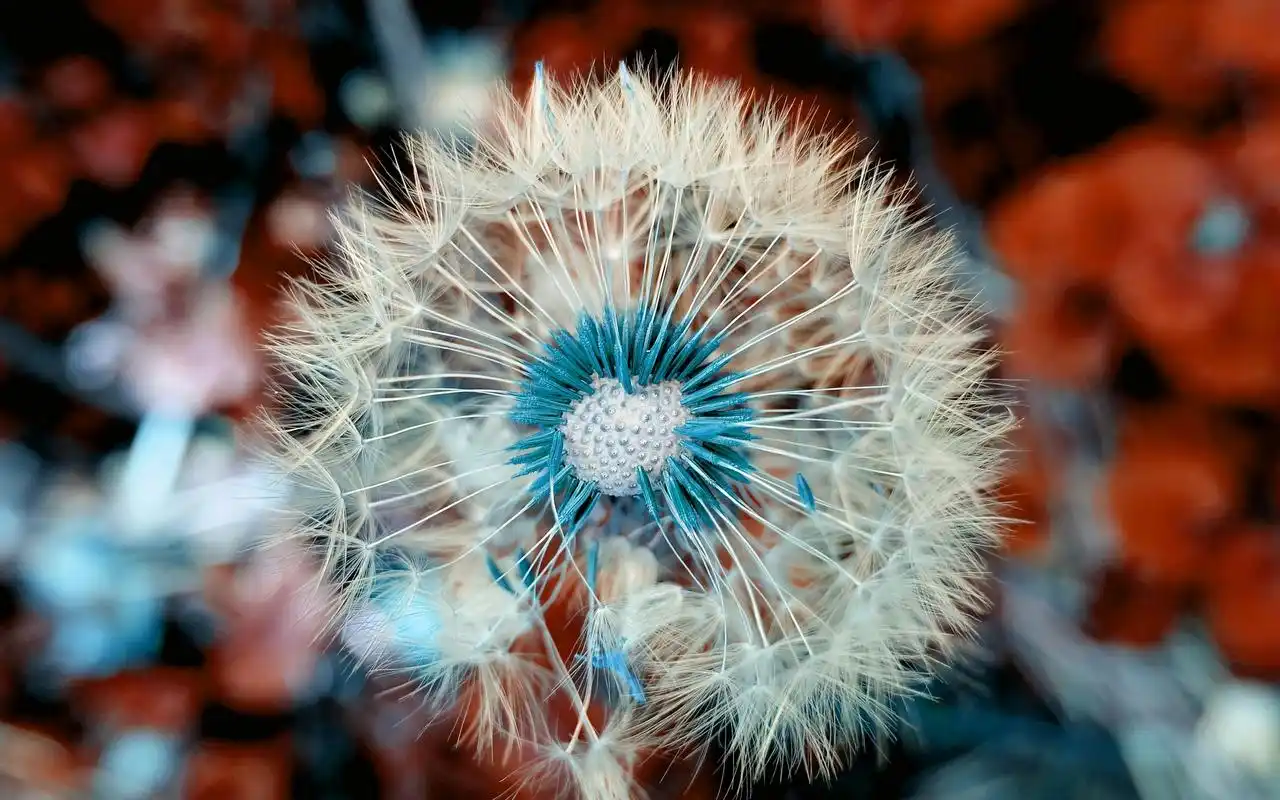 蒲公英唯美高清图片电脑壁纸