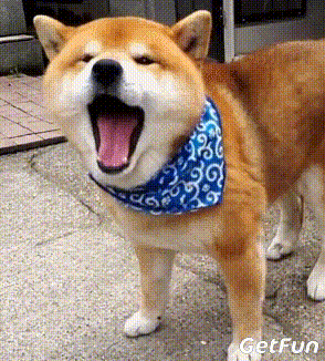 一只七岁的柴犬,活成了一个行走的表情包