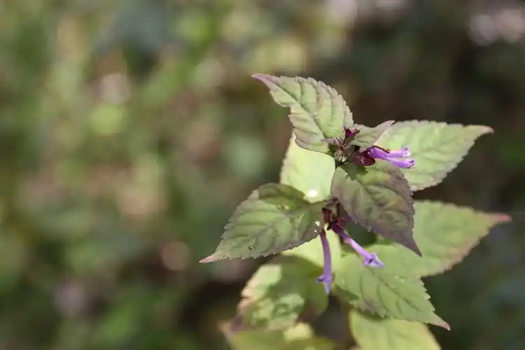 庆元植物1340-唇形科-香茶菜属-长管香茶菜