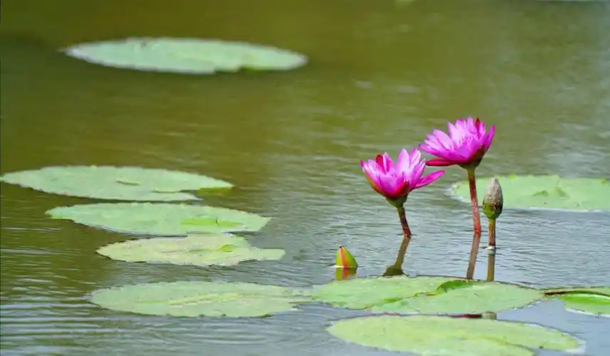 您知道"九品香水莲花"吗?