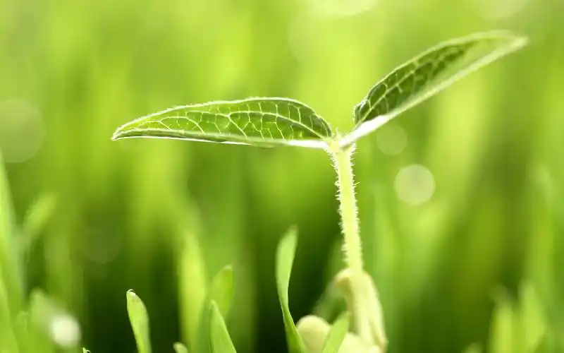壁纸,植物,绿色,嫩芽