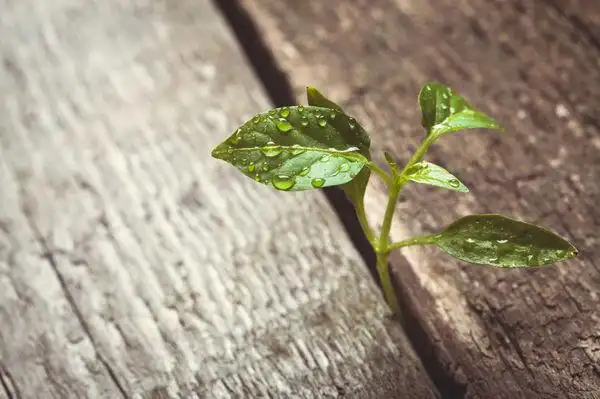 芽,发芽,木地板