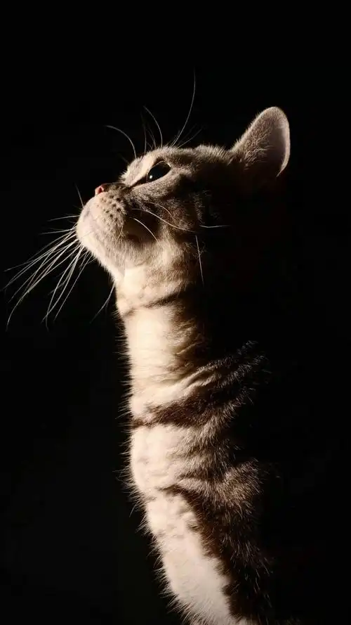 可爱宠物猫咪,高清图片,手机锁屏桌面-壁纸族