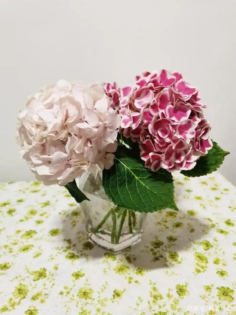 绣球花花语和寓意 绣球花的花语代表着希望,美满团聚的意思,寓意着