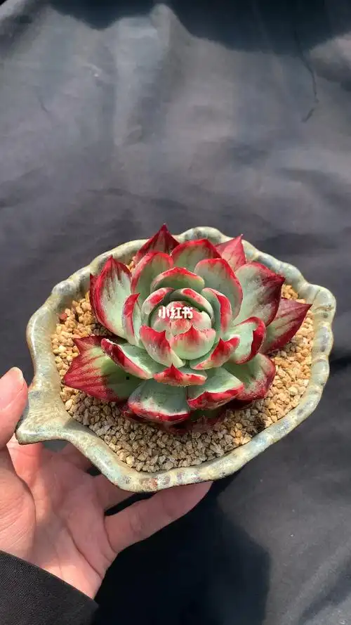 多肉控乐亦最爱的品种之一惊鸿仙子