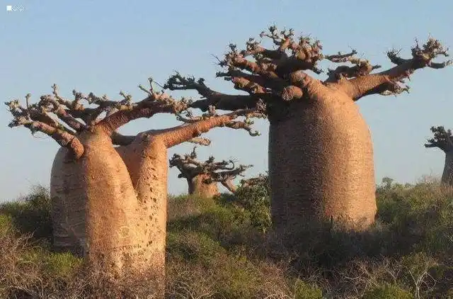 世界上最神奇的树能当房子能储水它是植物界的长寿树
