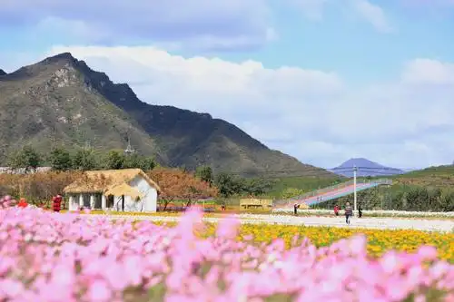 秋游怀柔圣泉山千亩花海